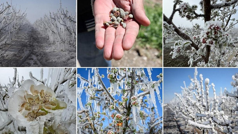 Meclis zirai don olayının sonuçlarını araştıracak