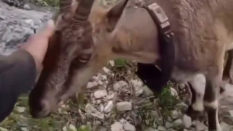 Yozgat'ta doğaya salınan yaban keçisiyle vatandaşın diyaloğu