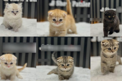 Hayvan Sahiplendirme Siteleri Kaçak Pazara Dönüştü