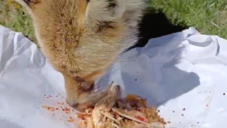 Kastamonu'da yanlarına gelen tilkiyi tavuk etiyle beslediler