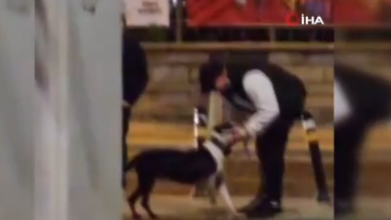 İstanbul'da pitbull cinsi köpeğini diğer hayvanların üstüne saldı