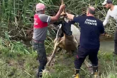 Adana'da bataklığa saplanan inek vinçle kurtarıldı