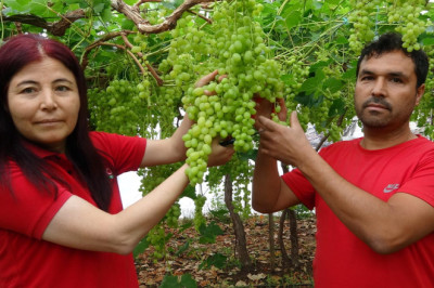 Yalova İncisi, Mersin’de Hasat Ediliyor!