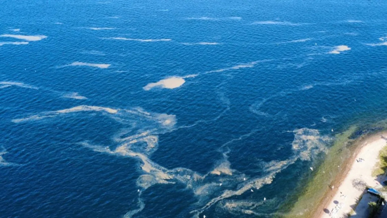 Marmara Denizi’nde müsilaj tehlikesi! Yalova’da risk altında