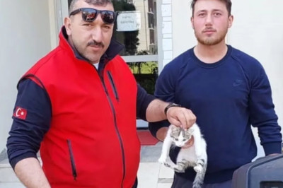 Çiftlikköy’de iki duvar arasında mahsur kalan kediye kurtarma operasyonu