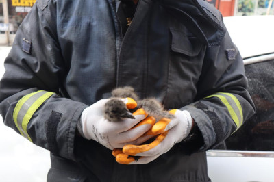 Yalova’da Düşen Martı Yavrusu Kurtarıldı