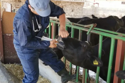 Çiftçinin belini veteriner masrafları büktü