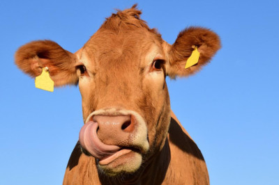 Yalova’da Kurban Pazarı Her Yıl Daha da Kötüye Gidiyor