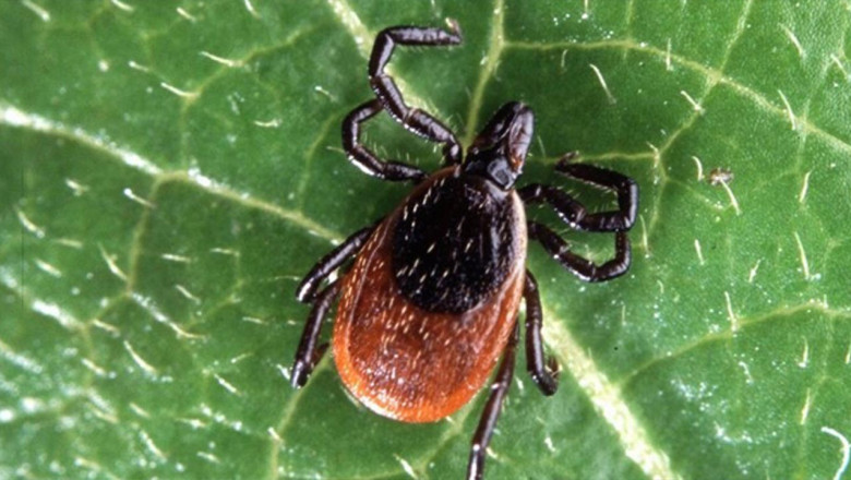 Kırım Kongo Alarmı: Kene Isırığında İlk Müdahale Rehberi