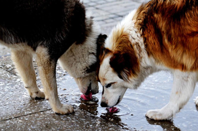 Yalova İl Sağlık Müdürlüğü’nden Uyarı: Kist Hidatik Hastalığına Dikkat!
