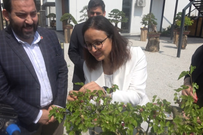 Yalova Bonsai Müzesi'nde Dut Hasadı Heyecanı