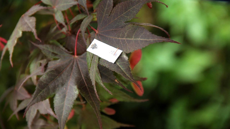 Yalova’da Kahverengi Kokarcayla Biyolojik Mücadele