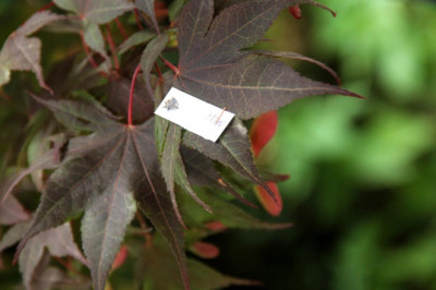 Yalova’da Kahverengi Kokarcayla Biyolojik Mücadele