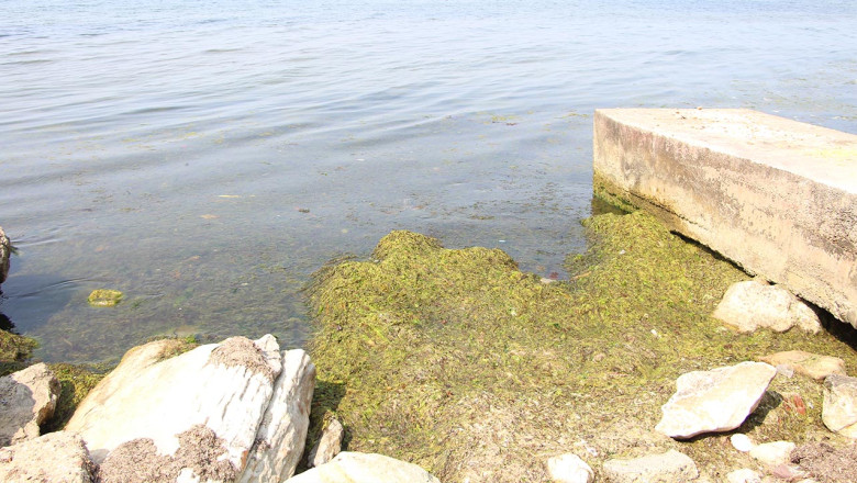 Yalova’nın Mavi Bayrak Alma Hedefi Yok Mu?