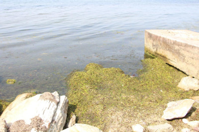 Yalova’nın Mavi Bayrak Alma Hedefi Yok Mu?