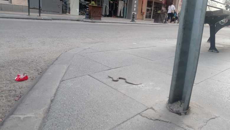 Yalova’da Yılanlar Artık Caddelerde Görülüyor!