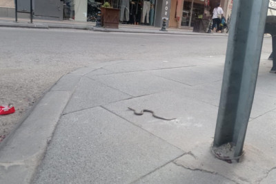 Yalova’da Yılanlar Artık Caddelerde Görülüyor!