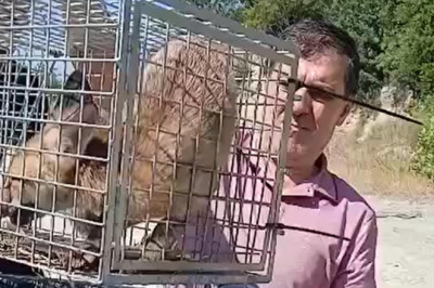 Yalova'da Şehre İnen Tilki Yakalanarak Doğaya Bırakıldı