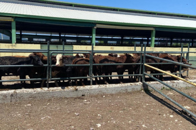 İthal Hayvanlara Sağlık Taraması