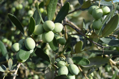 Ziraat Mühendislerinden Zeytinlik Uyarısı: “Ranta Kurban Edilemez!”