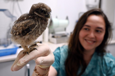 ‘Aliş’ İsimli Yavru Baykuş Kısa Sürede Birimin Maskotu Oldu