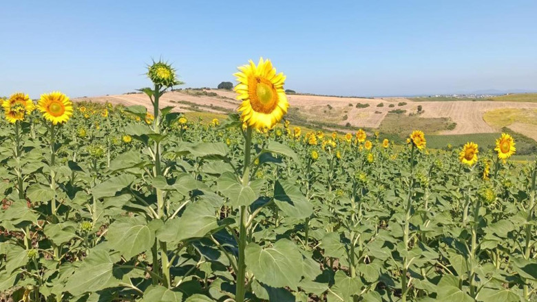 Yalova’da Ayçiçeği Tarlaları Yüzleri Güldürüyor
