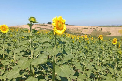 Yalova’da Ayçiçeği Tarlaları Yüzleri Güldürüyor
