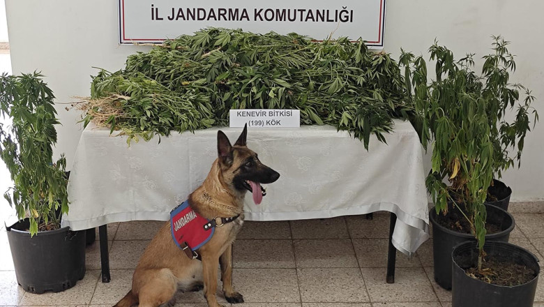 Çınarcık’ta 199 Kök Kenevir Ele Geçirildi: 1 Kişi Tutuklandı