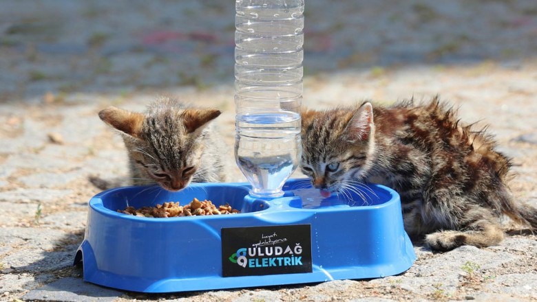 Sıcak Yaz Günlerinde Can Dostlarımıza Destek