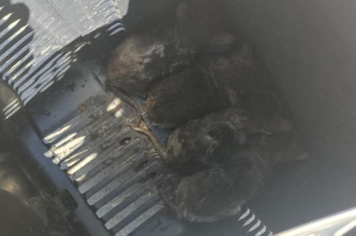 Mazgala Sıkışan Yavru Kedileri İtfaiye Kurtardı