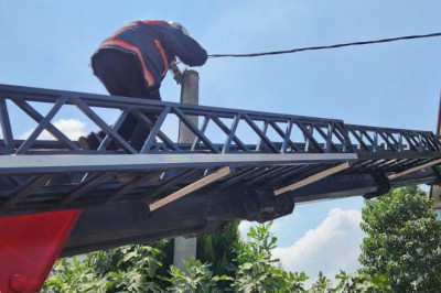 Mahsur Kalan Kuş Kurtarıldı