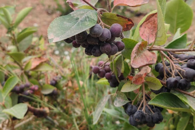 Yalova'da Aronya Hasadında Brix Ölçümü Uyarısı