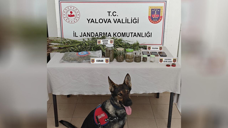 Yalova'da Ormanlık Alanda Yasa Dışı Kenevir Ekimi Yapan 3 Şüpheli Yakalandı