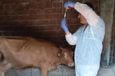 Şap Hastalığına Karşı 13 Bin Büyükbaş Hayvan Aşılanıyor