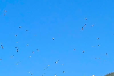Yalova’da Leylek Göçü Başladı