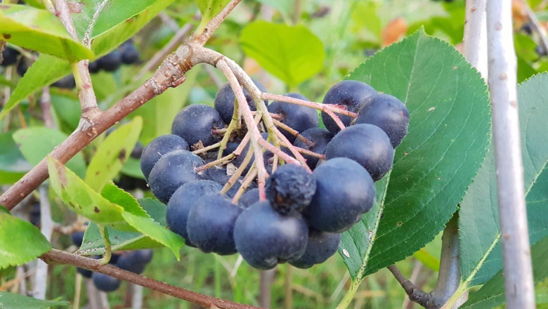 Aronya Kooperatifi Fiyatlarını Açıkladı