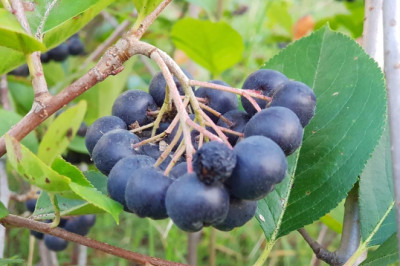 Aronya Kooperatifi Fiyatlarını Açıkladı