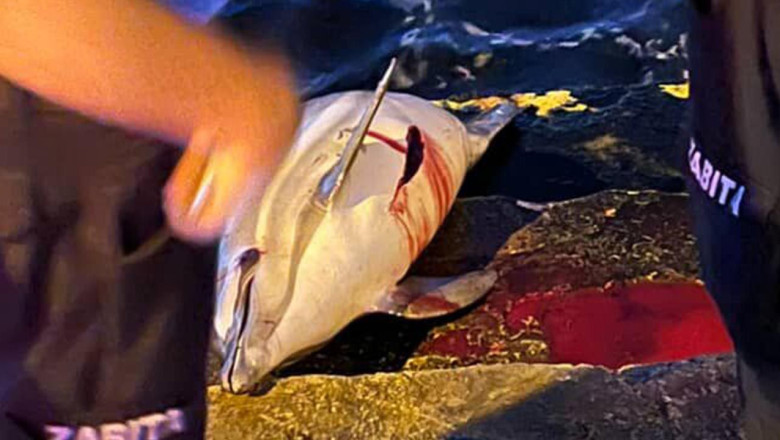 Yalova Sahilinde Ölü Yunus Bulundu