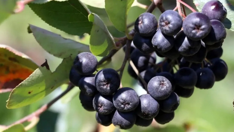 Yalova’da Festival Heyecanı: Stant Başvuruları Başladı