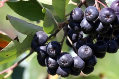 Yalova’da Festival Heyecanı: Stant Başvuruları Başladı