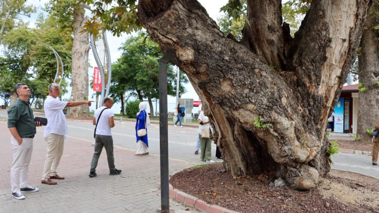 Yalova’da Anıt Ağaçlar Koruma Altında