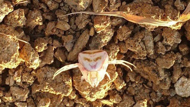 Yalova'da 'İnsan Yüzlü Örümcek' Görüldü