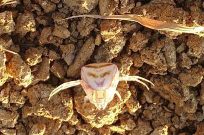 Yalova'da 'İnsan Yüzlü Örümcek' Görüldü