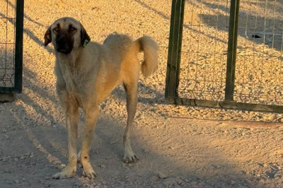 Yalova’da Köpekler Barınaktan Kaçtı