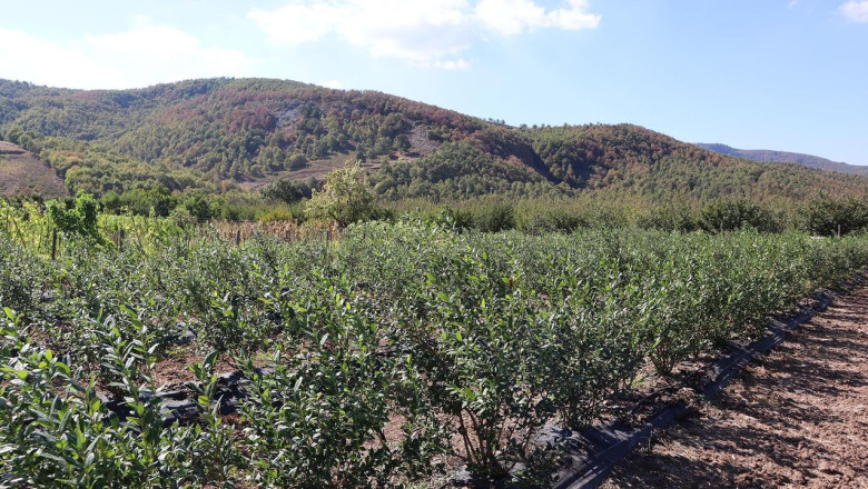 Bu Köyde Herkes Maviyemişi Konuşuyor