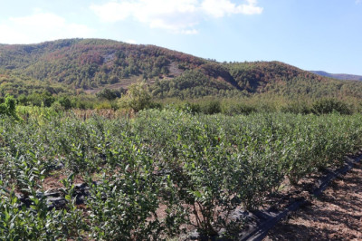 Bu Köyde Herkes Maviyemişi Konuşuyor