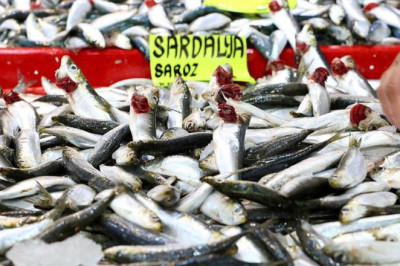“Sardalya Hafızaya İyi Geliyor”