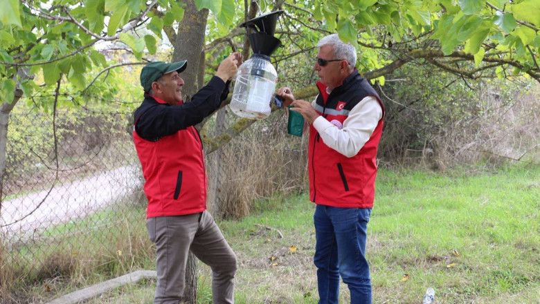 Yalova’da Kahverengi Kokarcaya Karşı Etkin Mücadele Sürüyor