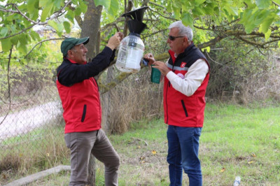 Yalova’da Kahverengi Kokarcaya Karşı Etkin Mücadele Sürüyor