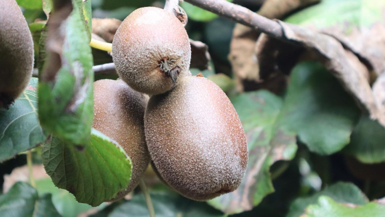 Yalova’da Sarı Kivi Hasadı Başladı